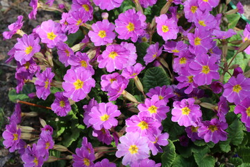 Pierwiosnek gruziński  Primula juliae