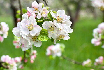 Blooming apple tree in spring time. White pink flowers apple tree in spring garden