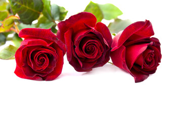 Red roses on a white background with space for text