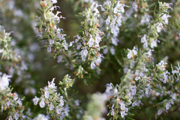 Romarin en fleur au printemps en plein été dans le sud de la France avec des abeilles en Provence 