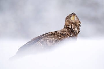 White tailed eagle in snowy scenery in winter