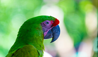 closeup photo of ara macaw parrot in zoo. ara macaw parrot bird. ara macaw parrot outdor.