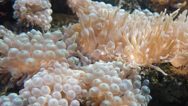Video of bubble-tip anemone (Entacmaea quadricolor) swaying in the water flow