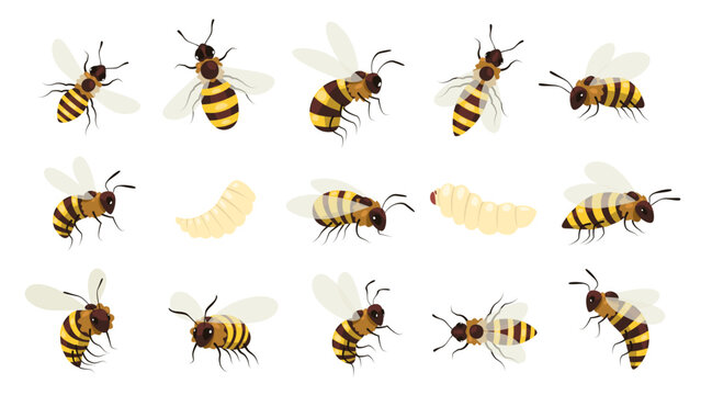 Honey bee bug. Winged buzz flying insect, striped bumblebee wasp with sting, beekeeping mead gathering honeycraft concept. Vector cartoon set