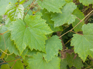 Fototapeta na wymiar selective focus to young green grape leaves. softfocus