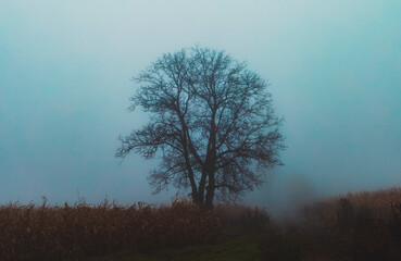 tree on field of corn during foggy day