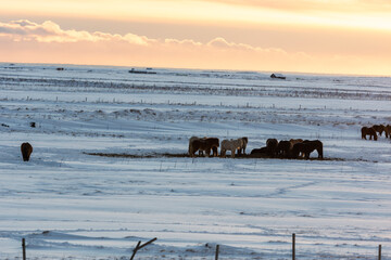 imagen de unos caballos en un paisaje nevado con el cielo nublado iluminado por las primeras luces del día 