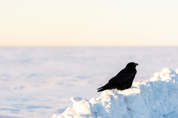 imagen de un cuervo negro sobre un paisaje nevado 