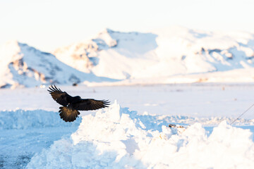 imagen de un cuervo negro volando sobre la nieve con las montañas de fondo