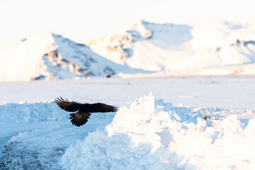 imagen de un cuervo negro volando sobre un paisaje nevado y unas montañas de fondo 
