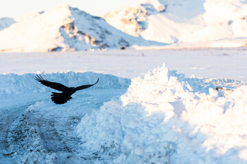 imagen de un cuervo negro volando por un camino sobre la nieve con las montañas de fondo