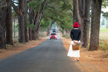 a female traveler holds a vintage suitcase and walks under a 100-year-old ancient pine