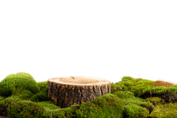natural style. Wooden saw cut, round podium with green moss on a transparent background. Still life for the presentation of products.