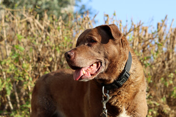 Obraz premium Cute brown mixed dog on a walk. Happy senior dog close up portrait. 