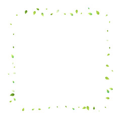 Leaves Green Falling Flying Foliage Leaf Tea Mint