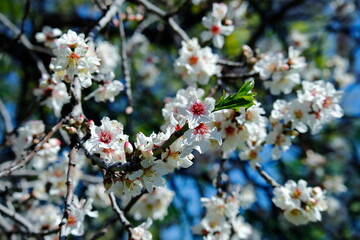 almond tree spring  blossom