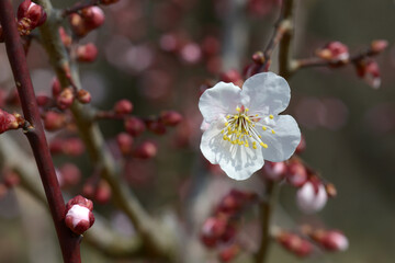 豊後　梅の花