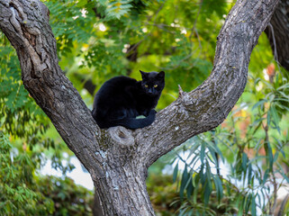 Fototapeta premium A cute black cat looking curious on a tree.