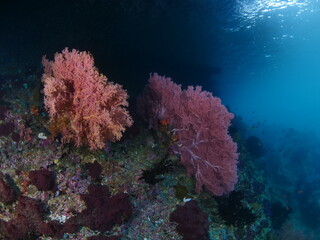 Fototapeta na wymiar soft corals underwater pink and orange soft coral