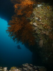 Fototapeta na wymiar scuba diver exploring tropical waters with corals around
