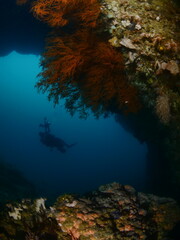 scuba diver exploring tropical waters with corals around