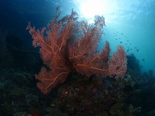 Naklejka na ściany i meble soft corals underwater pink and orange soft coral