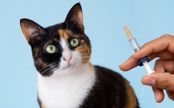 Close up photo of hand holding syringe and cat looking with frightened eyes. Concept of pet vet clinic or periodic vaccination for domestic animal health care.