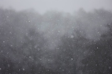 blured background of  dark gloomy forest with dry trees in snowfall and blizzard