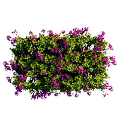 Plant, bush flower top view architectural landscape © aby