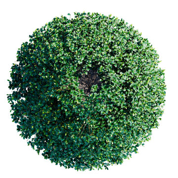 Plant, bush flower top view architectural landscape