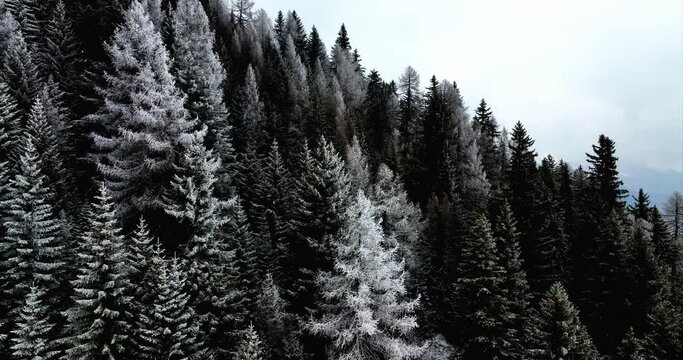 Aerial View Of White Winter Covered Pines On Mountain Slope In Bedretto, Switzerland. Descending Shot