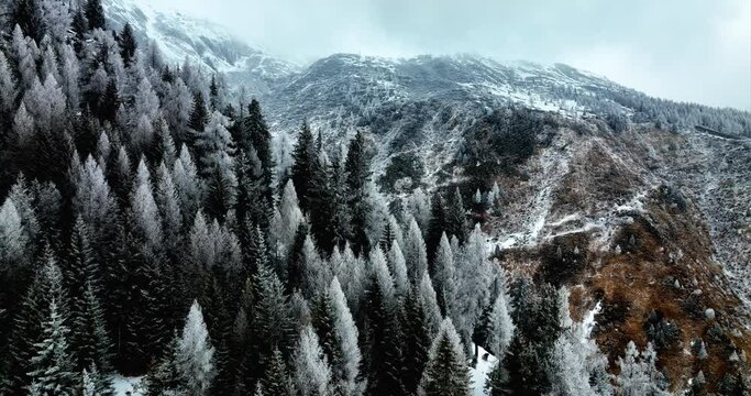 Aerial Flying Over White Winter Covered Pines On Mountain Slope In Bedretto, Switzerland. Dolly Forward 