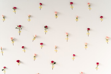 Pink and red bush roses are taped to a white wall