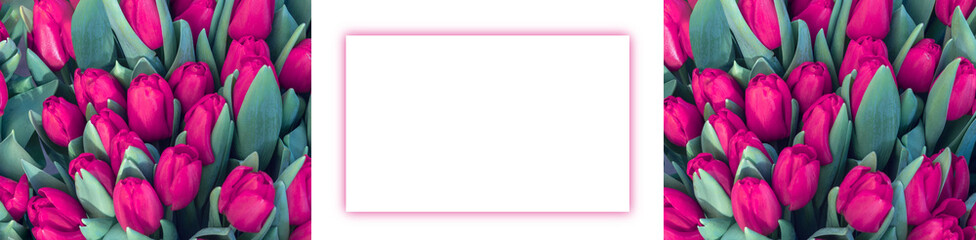 Close-up tulips banner for design and web page. Concept happy Easter card, international womens day