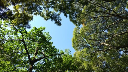ハートの形をした木陰