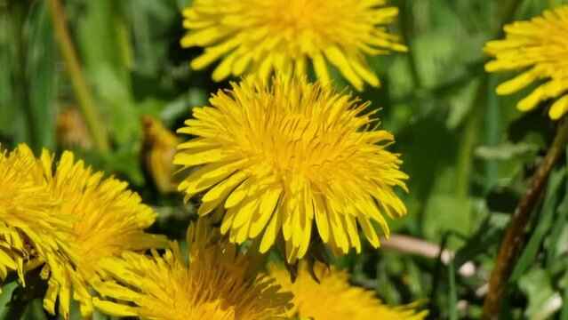 Dandelion, blooming yellow flowers in the meadow. Close-up.