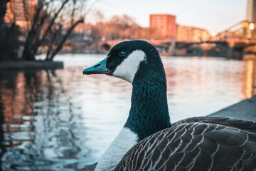 Duck sitting in front of a river, Frankfurt