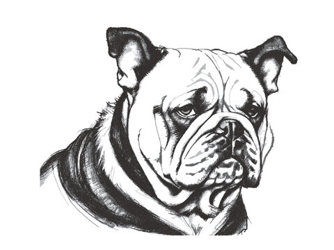 Portrait of a Bulldog. Doodle sketch. Vector illustration.