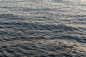 imagen detalle del mar con algunas gaviotas sobre el agua, y con los reflejos del sol