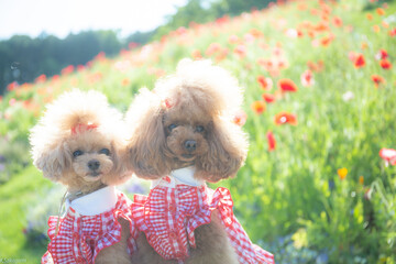 トイプードル　モニカ＆マリア