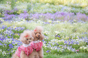 トイプードル　モニカ＆マリア