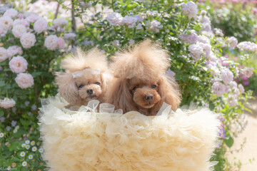 トイプードル　モニカ＆マリア