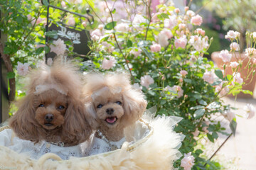 トイプードル　モニカ＆マリア