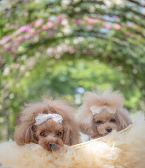 トイプードル　モニカ＆マリア