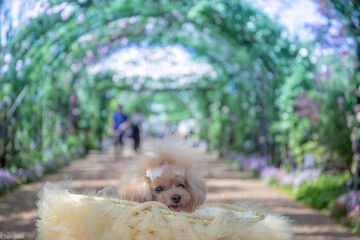 トイプードル　モニカ＆マリア