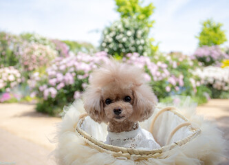 トイプードル　モニカ＆マリア