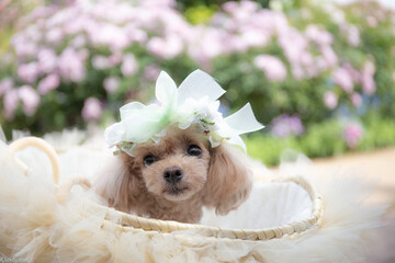 トイプードル　モニカ＆マリア