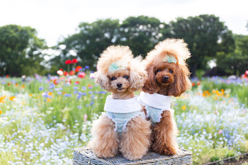 トイプードル　モニカ＆マリア