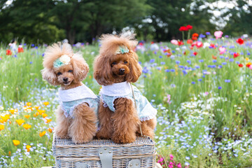 トイプードル　モニカ＆マリア