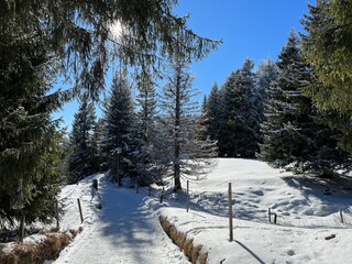 Excellently arranged and cleaned winter trails for walking, hiking, sports and recreation in the area of the tourist resorts of Valbella and Lenzerheide in the Swiss Alps -  Switzerland (Schweiz)